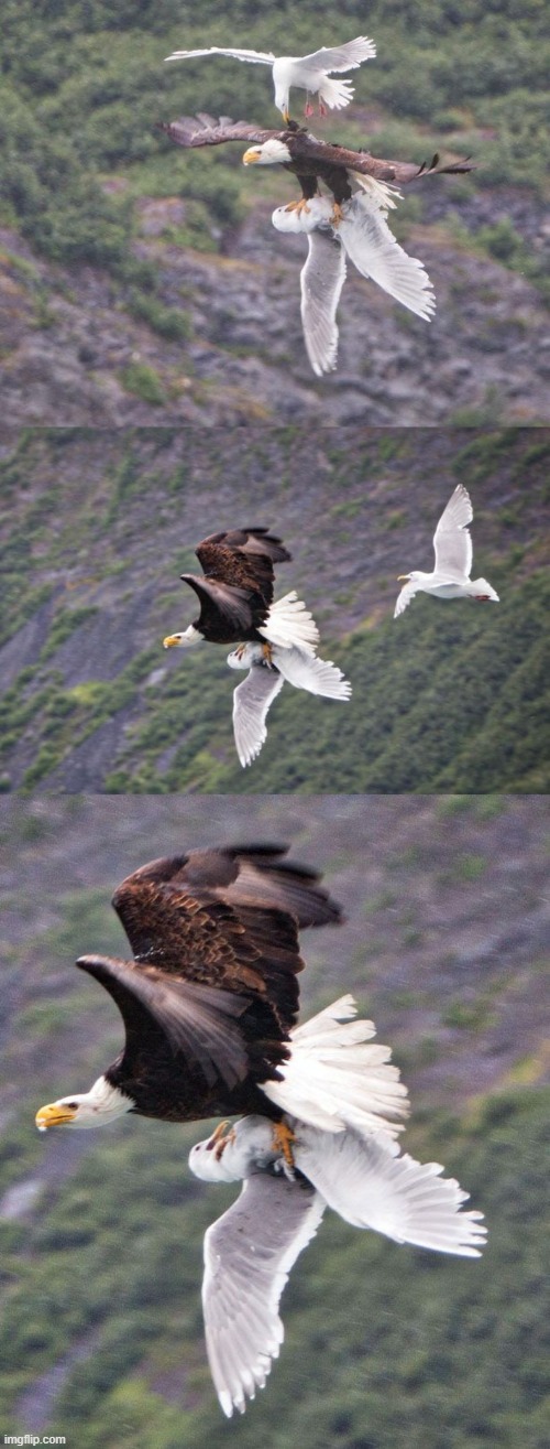 Birds Playing In The Air. | image tagged in memes,birds,eagles,sea gulls,birds playing in the air | made w/ Imgflip meme maker