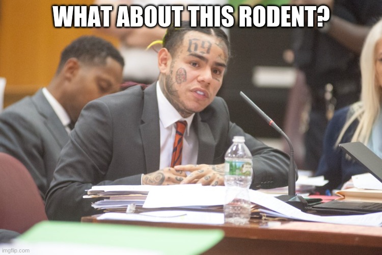 Tekashi 6ix9ine testifies | WHAT ABOUT THIS RODENT? | image tagged in tekashi 6ix9ine testifies | made w/ Imgflip meme maker