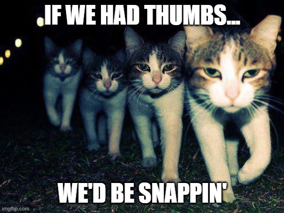 Kitty Gang | IF WE HAD THUMBS... WE'D BE SNAPPIN' | image tagged in memes,wrong neighboorhood cats | made w/ Imgflip meme maker