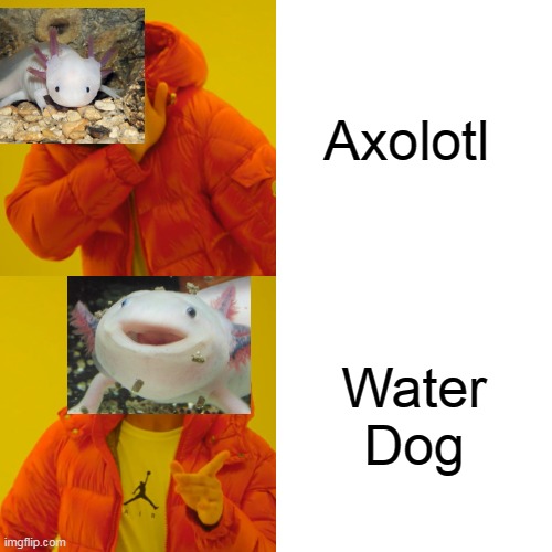 Drake Hotline Bling Meme | Axolotl; Water Dog | image tagged in memes,drake hotline bling | made w/ Imgflip meme maker