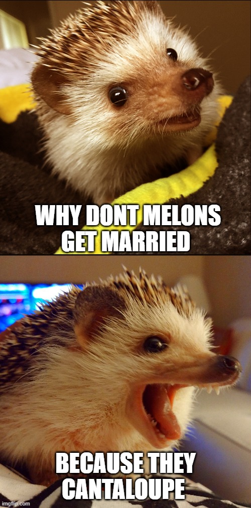 corny joke hedgehog |  WHY DONT MELONS GET MARRIED; BECAUSE THEY CANTALOUPE | image tagged in corny joke hedgehog,memes,funny,corny joke,corny,jokes | made w/ Imgflip meme maker