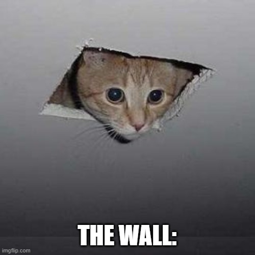 Ceiling Cat Meme | THE WALL: | image tagged in memes,ceiling cat | made w/ Imgflip meme maker