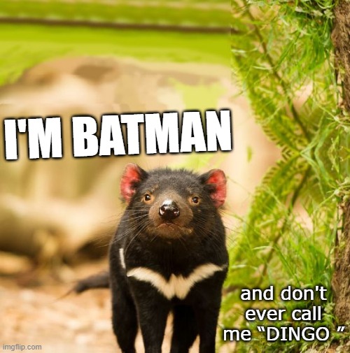 Bat Taz | I'M BATMAN; and don't ever call me “DINGO ” | image tagged in tasmanian devil | made w/ Imgflip meme maker