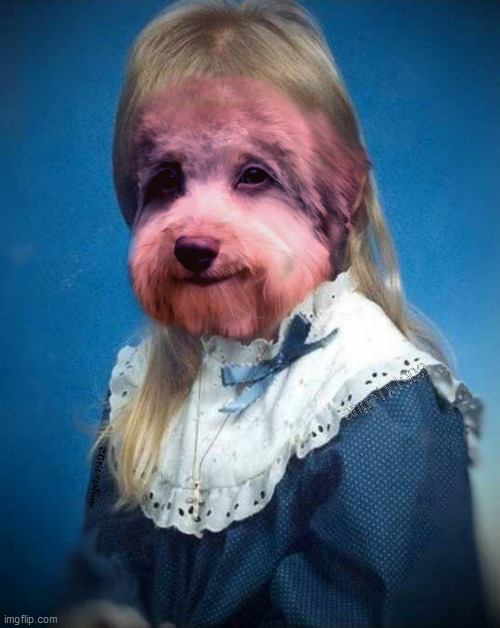 dog face | image tagged in dog face,puppy,dog,dogs,portrait,pictures | made w/ Imgflip meme maker