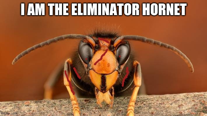 Murder Hornet | I AM THE ELIMINATOR HORNET | image tagged in murder hornet | made w/ Imgflip meme maker