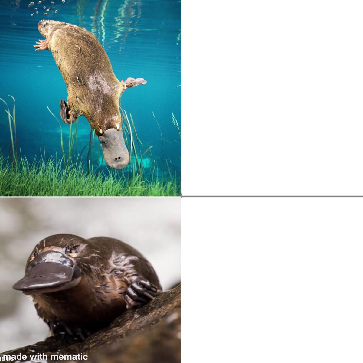 Platypus Drake Blank Meme Template