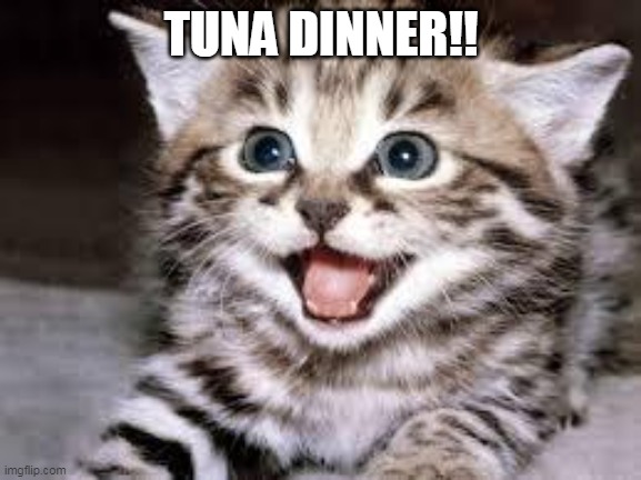 Kitten joy | TUNA DINNER!! | image tagged in happy cat,food,joy,memes | made w/ Imgflip meme maker