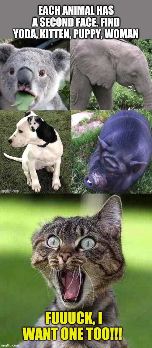 Second face | FUUUCK, I WANT ONE TOO!!! | image tagged in shocked cat,face,master yoda,pig,find,funny meme | made w/ Imgflip meme maker
