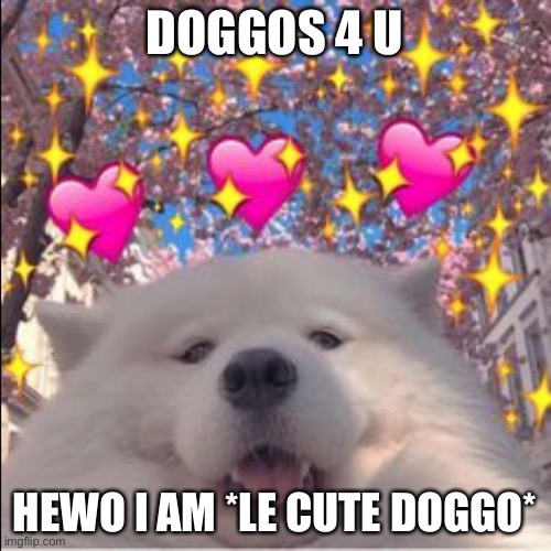 Look at him! | DOGGOS 4 U; HEWO I AM *LE CUTE DOGGO* | image tagged in doggo,cute | made w/ Imgflip meme maker