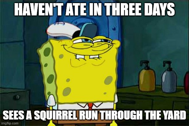 Don't You Squidward | HAVEN'T ATE IN THREE DAYS; SEES A SQUIRREL RUN THROUGH THE YARD | image tagged in memes,don't you squidward | made w/ Imgflip meme maker