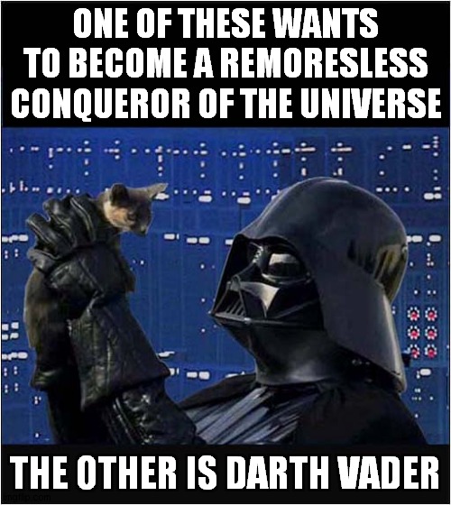 Evil Lurks Amongst Us ! | ONE OF THESE WANTS TO BECOME A REMORESLESS CONQUEROR OF THE UNIVERSE; THE OTHER IS DARTH VADER | image tagged in cats,darth vader | made w/ Imgflip meme maker