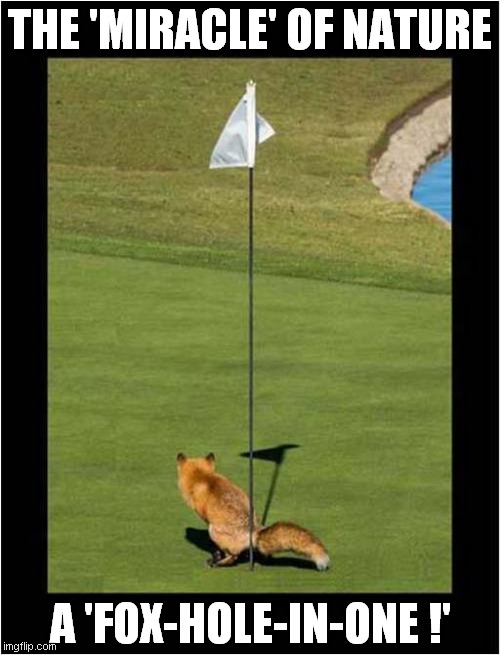 A Surprise On The Green | THE 'MIRACLE' OF NATURE; A 'FOX-HOLE-IN-ONE !' | image tagged in fox,hole-in-one | made w/ Imgflip meme maker