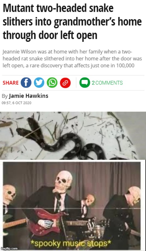 Two heads snake | image tagged in spooky music stops | made w/ Imgflip meme maker