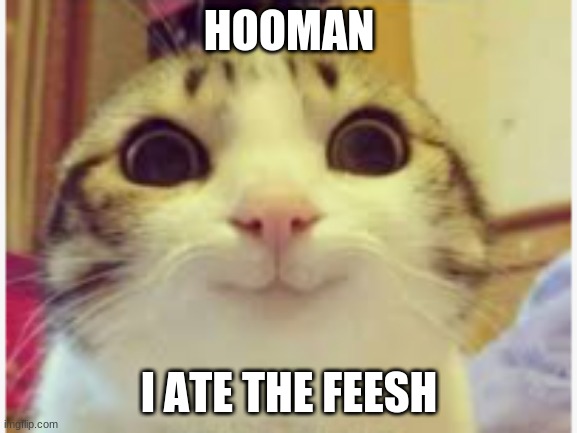 i ate the feesh | HOOMAN; I ATE THE FEESH | image tagged in funny memes | made w/ Imgflip meme maker