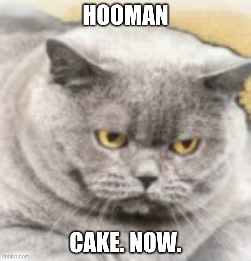 cake. now. | HOOMAN; CAKE. NOW. | image tagged in cats,fat cat | made w/ Imgflip meme maker