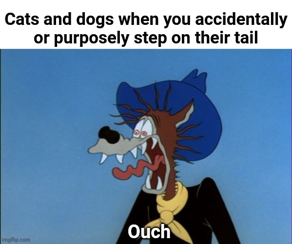 My family accidentally stepped on a cat's tail. | Cats and dogs when you accidentally or purposely step on their tail; Ouch | image tagged in ouch,memes,steps,cats,dogs,tails | made w/ Imgflip meme maker