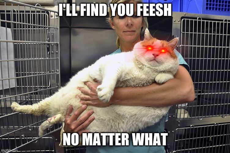 feesh, im coming | I'LL FIND YOU FEESH; NO MATTER WHAT | image tagged in fish,cat,stalker | made w/ Imgflip meme maker