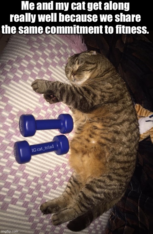 I Workout | Me and my cat get along really well because we share the same commitment to fitness. | image tagged in funny memes,funny cat memes,funny,cats | made w/ Imgflip meme maker