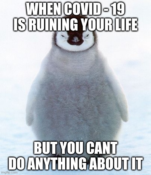 depressed penguin | WHEN COVID - 19 IS RUINING YOUR LIFE; BUT YOU CANT DO ANYTHING ABOUT IT | image tagged in depressed penguin | made w/ Imgflip meme maker