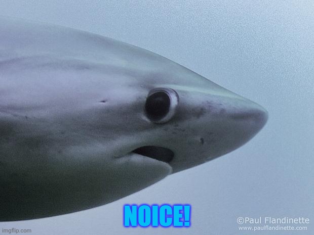 Awkward Shark | NOICE! | image tagged in awkward shark | made w/ Imgflip meme maker