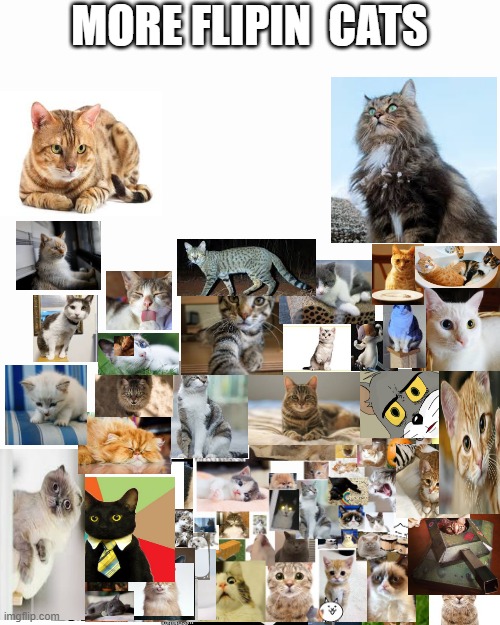 too many cats | MORE FLIPIN  CATS | image tagged in too many cats,i have lost my soul | made w/ Imgflip meme maker