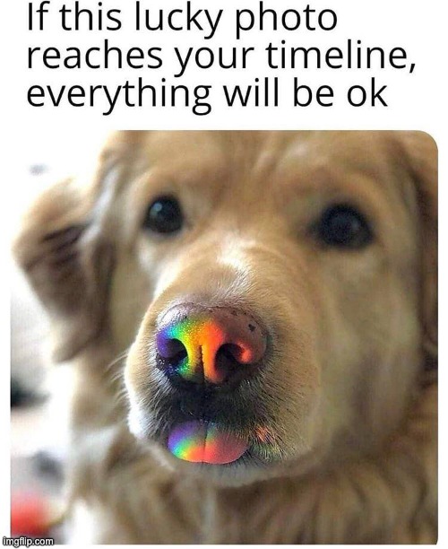 Everything will be ok bros, we'll all make it together | image tagged in lucky,doge | made w/ Imgflip meme maker