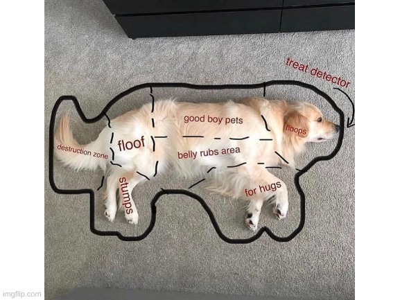 This is the most wholesome thing ive seen today | image tagged in doggo,memes | made w/ Imgflip meme maker