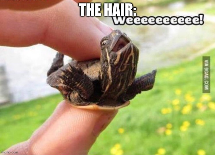 Weeeee | THE HAIR: | image tagged in weeeee | made w/ Imgflip meme maker