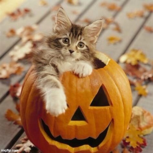 follow me if this is cute | image tagged in cats,cute,spooktober | made w/ Imgflip meme maker
