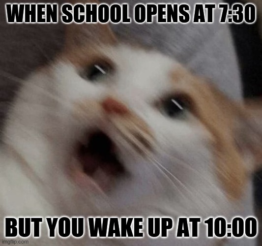 School | WHEN SCHOOL OPENS AT 7:30; BUT YOU WAKE UP AT 10:00 | image tagged in cat | made w/ Imgflip meme maker