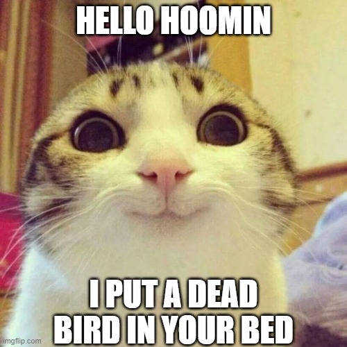 Smiling Cat Meme | HELLO HOOMIN; I PUT A DEAD BIRD IN YOUR BED | image tagged in memes,smiling cat | made w/ Imgflip meme maker