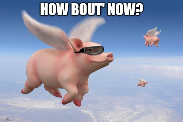 flying pigs | HOW BOUT' NOW? | image tagged in flying pigs | made w/ Imgflip meme maker