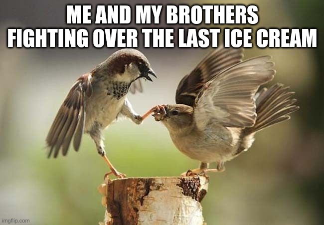 STFU | ME AND MY BROTHERS FIGHTING OVER THE LAST ICE CREAM | image tagged in stfu | made w/ Imgflip meme maker