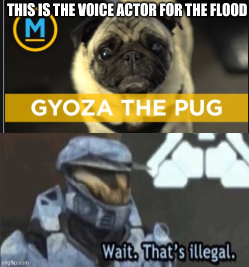 THIS IS THE VOICE ACTOR FOR THE FLOOD | image tagged in pug,halo,flood sounds,wait thats illegal | made w/ Imgflip meme maker