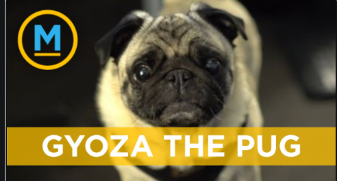 Gyoza the pug Blank Meme Template