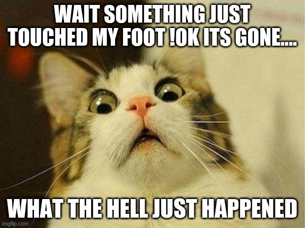 Scared Cat | WAIT SOMETHING JUST TOUCHED MY FOOT !OK ITS GONE.... WHAT THE HELL JUST HAPPENED | image tagged in memes,scared cat | made w/ Imgflip meme maker