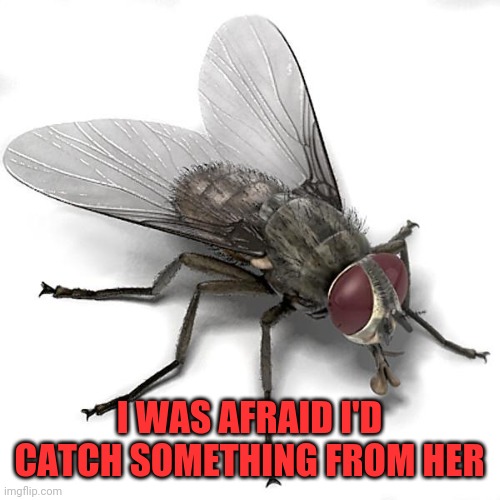 Scumbag House Fly | I WAS AFRAID I'D CATCH SOMETHING FROM HER | image tagged in scumbag house fly | made w/ Imgflip meme maker