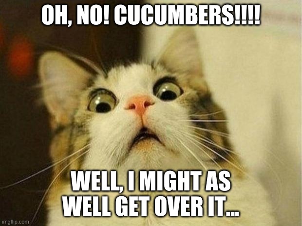 you are this | OH, NO! CUCUMBERS!!!! WELL, I MIGHT AS WELL GET OVER IT... | image tagged in memes,scared cat | made w/ Imgflip meme maker