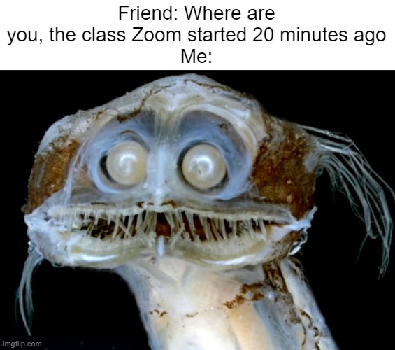 Zoom | Friend: Where are you, the class Zoom started 20 minutes ago
Me: | image tagged in zoom | made w/ Imgflip meme maker