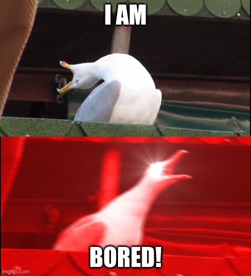 I'm BORED | I AM; BORED! | image tagged in screaming bird | made w/ Imgflip meme maker