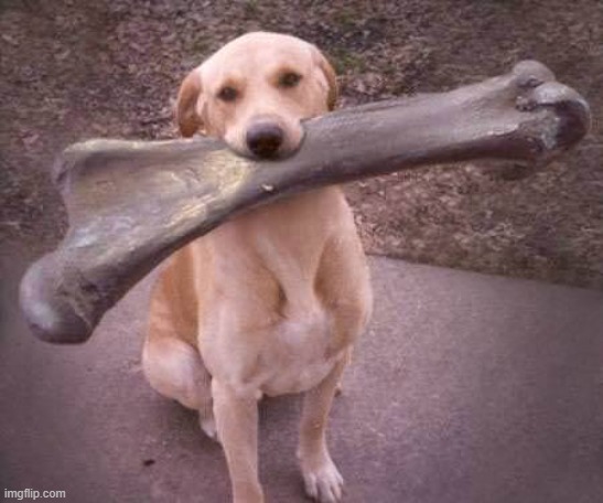 dog bone | image tagged in dog bone | made w/ Imgflip meme maker