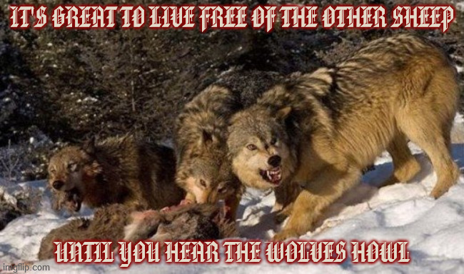 Hungry Wolf Pack | IT'S GREAT TO LIVE FREE OF THE OTHER SHEEP; UNTIL YOU HEAR THE WOLVES HOWL | image tagged in hungry wolf pack,convenience,outdoors,isolation,nature,dangerous | made w/ Imgflip meme maker