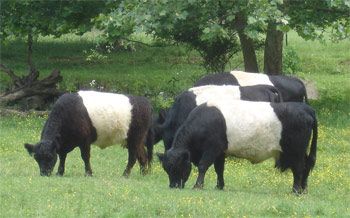 Oreo Cows Blank Meme Template