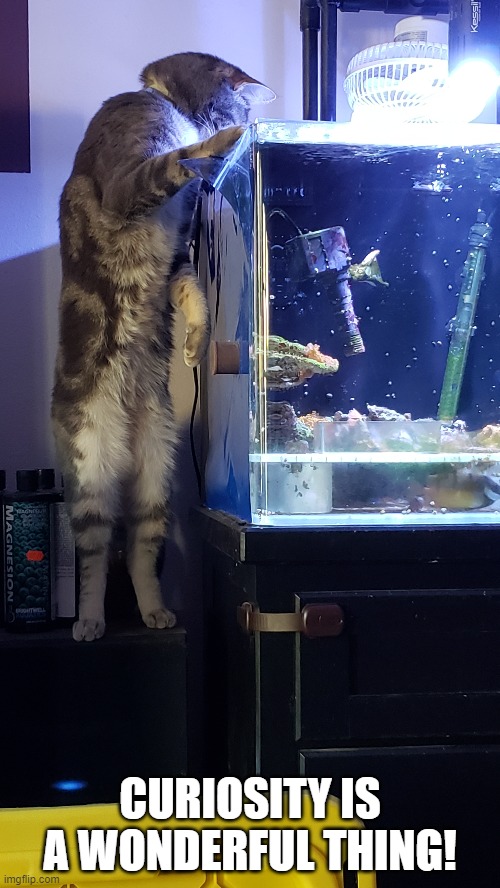 Curiosity is a wonderful thing | CURIOSITY IS A WONDERFUL THING! | image tagged in curiosity,cat,fishtank | made w/ Imgflip meme maker