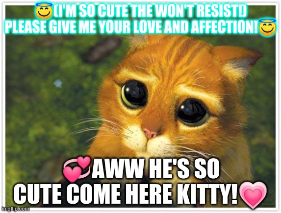 Shrek Cat Meme |  😇(I'M SO CUTE THE WON'T RESIST!) PLEASE GIVE ME YOUR LOVE AND AFFECTION!😇; 💞AWW HE'S SO CUTE COME HERE KITTY!💗 | image tagged in memes,shrek cat | made w/ Imgflip meme maker
