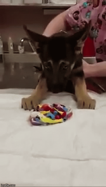my puppy throwing up my puppy throwing up