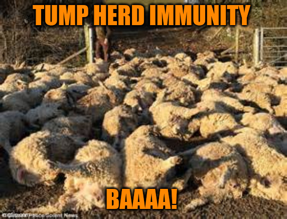 Trump herd immunity | TUMP HERD IMMUNITY; BAAAA! | image tagged in donald trump | made w/ Imgflip meme maker
