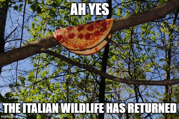 YUM | AH YES; THE ITALIAN WILDLIFE HAS RETURNED | image tagged in yum | made w/ Imgflip meme maker