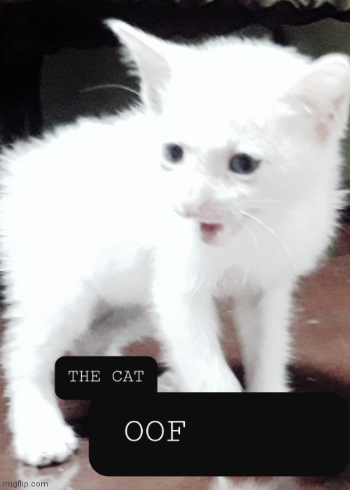NPC Cat Said Oof | image tagged in npc meme,cat,oof,npc,meme | made w/ Imgflip meme maker