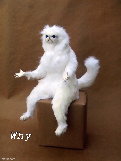 but why cat | Why | image tagged in but why cat | made w/ Imgflip meme maker